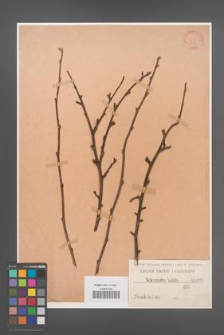 Cotoneaster bulata [bullata] [KOR 1086]