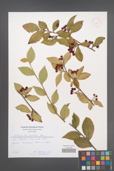 Cotoneaster bullatus [KOR 52448]