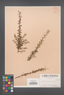 Cotoneaster buxifolia [KOR 1083]
