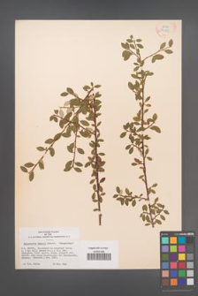 Cotoneaster dammeri [KOR 31143]