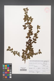 Cotoneaster divaricatus [KOR 46977]