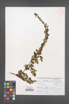 Cotoneaster divaricatus [KOR 46976]