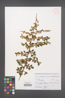 Cotoneaster divaricatus [KOR 46975]