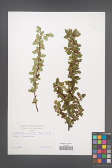 Cotoneaster divaricatus [KOR 49602]