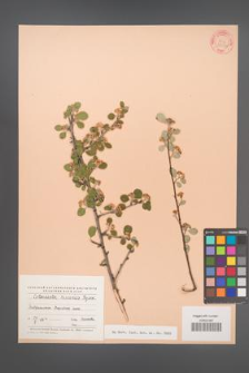Cotoneaster hissarica [KOR 23356]