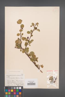 Cotoneaster hissarica [KOR 13089]
