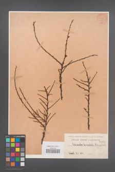Cotoneaster horizontalis [KOR 1058]