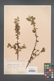 Cotoneaster integerrima [KOR 55001]