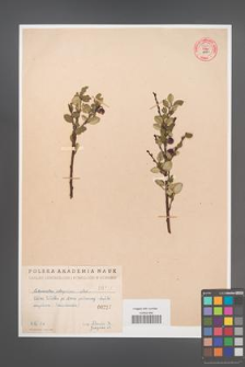 Cotoneaster integerrima [KOR 55003]