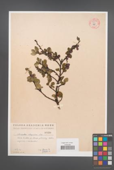 Cotoneaster integerrima [KOR 55004]