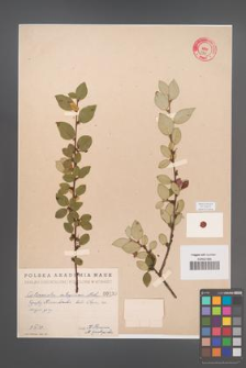 Cotoneaster integerrima [KOR 55011]