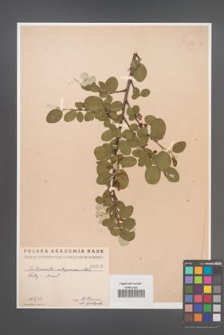 Cotoneaster integerrima [KOR 293]