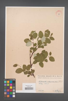 Cotoneaster integerrima [KOR 295]