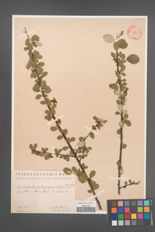 Cotoneaster integerrima [KOR 1433]