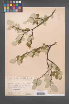 Cotoneaster integerrima [KOR 1445]