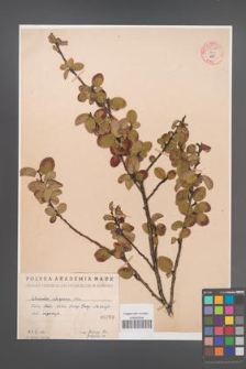 Cotoneaster integerrima [KOR 55070]