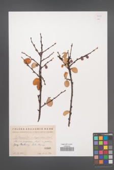 Cotoneaster integerrima [KOR 55079]