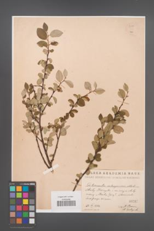 Cotoneaster integerrima [KOR 55085]
