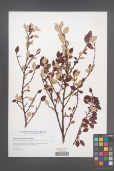 Cotoneaster integerrimus [KOR 53087]