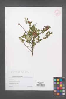 Cotoneaster integerrimus [KOR 44170]