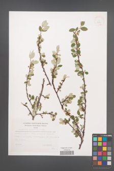 Cotoneaster integerrimus [KOR 32831]