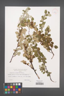 Cotoneaster integerrimus [KOR 32933]