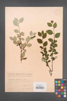 Cotoneaster integerrimus [KOR 13171]