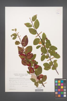 Cotoneaster integerrimus [KOR 55141]