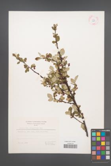 Cotoneaster integerrimus [KOR 13123]