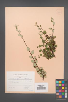 Cotoneaster integerrimus [KOR 30158]