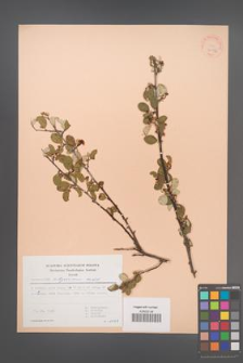 Cotoneaster integerrimus [KOR 30156]