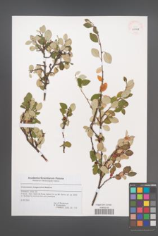 Cotoneaster integerrimus [KOR 43791]