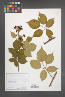 Rubus ambrosius [KOR 54943]