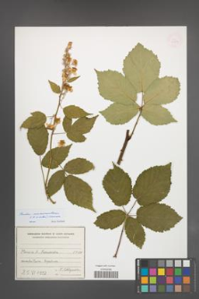 Rubus macromontanus [KOR 54957]