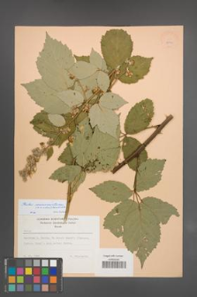Rubus macromontanus [KOR 22934]