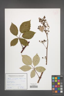 Rubus pericrispatus [KOR 54954]