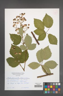 Rubus pericrispatus [KOR 54956]