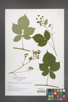 Rubus stohrii [KOR 54952]