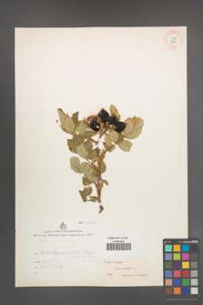 Rosa canina [KOR 17619]