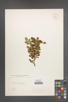 Rosa canina [KOR 17836]