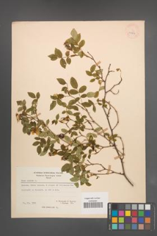 Rosa canina [KOR 26824]
