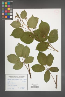 Rubus ambrosius [KOR 54919]