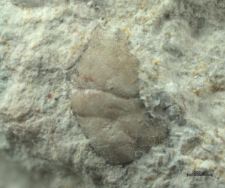 Goniodromites species