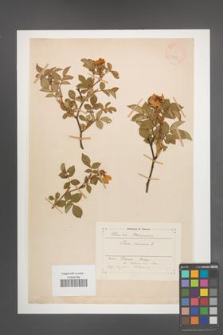 Rosa canina [KOR 17684]