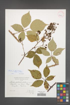 Rubus parthenocissus [KOR 41445]