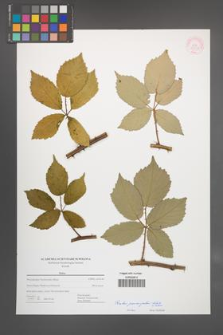 Rubus pericrispatus [KOR 55353]