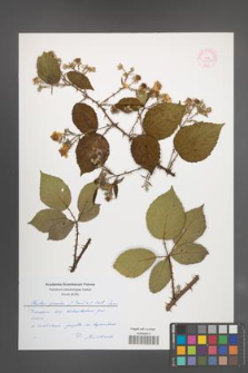 Rubus gracilis [KOR 55355]