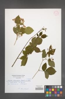 Rubus chaerophyllus [KOR 55352]