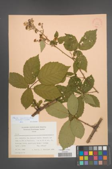 Rubus macromontanus [KOR 22819]