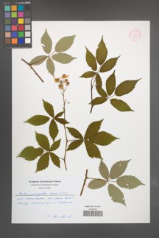 Rubus pericrispatus [KOR 55354]